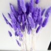 lagurus violette