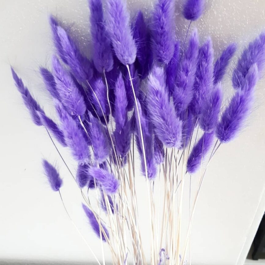 lagurus violette